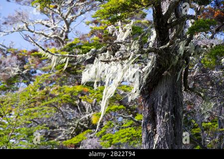 Flechten, die im Urwald von Beech und Pine zwischen Puerto Natales und Seno Obstruccion, Chile wachsen. Stockfoto