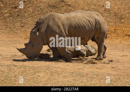 Eine weibliche afrikanische Breitmaulnashorn mit einem jungen Kalb hinlegen, während sie auf Trockenrasen Beweidung ist Stockfoto