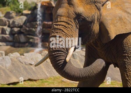 Eine Nahaufnahme Bild eines afrikanischen Elefanten mit Felsen und Wasserfall im Hintergrund Stockfoto