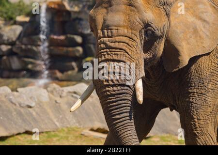 Eine Nahaufnahme eines afrikanischen Elefanten mit Stoßzähnen und Wasserfall im Hintergrund Stockfoto