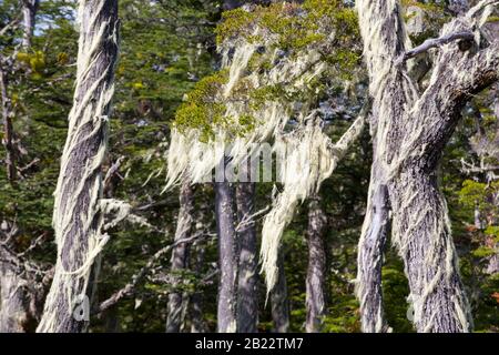 Flechten, die im Urwald von Beech und Pine zwischen Puerto Natales und Seno Obstruccion, Chile wachsen. Stockfoto