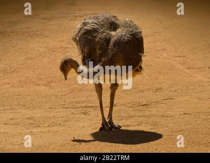 Von Darwin Rhea Nahrungssuche in einer trockenen, sandigen Landschaft Stockfoto