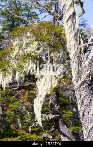 Flechten, die im Urwald von Beech und Pine zwischen Puerto Natales und Seno Obstruccion, Chile wachsen. Stockfoto