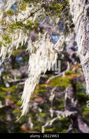 Flechten, die im Urwald von Beech und Pine zwischen Puerto Natales und Seno Obstruccion, Chile wachsen. Stockfoto