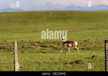 Eine braune und weiße Antilope, die auf einem grünen Feld in Wyoming steht. Stockfoto