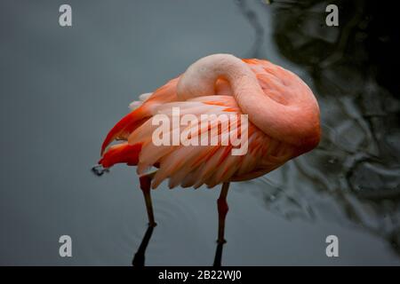 Ein chilenischer Flamingo seine Federn putzen Stockfoto