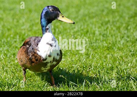 Blaue, schwedische Ente, die im Gras läuft Stockfoto