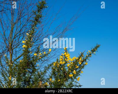 Gelbe Gorse blüht im Winter in North Yorkshire, England, gegen einen klaren blauen Himmel Stockfoto