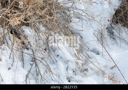 Keine Rossehnenbeeren auf einem Busch schütten, der im Winter getrocknet ist. Stockfoto