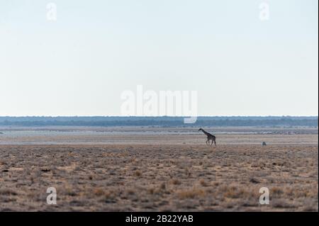 Wide Angle Shot von zwei angolanischen Giraffen - Giraffa giraffa angolensis - illustriert die große Offenheit der Ebenen von Etosha National Park, Namibia. Stockfoto