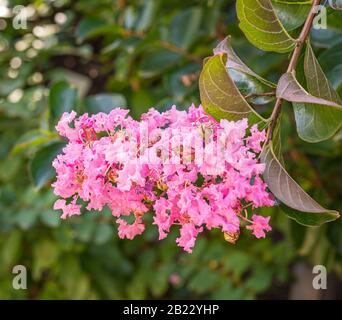 Krappen-Myrten (Lagerstroemia indica) Petite Pink, Strauch in Blüte. Stockfoto