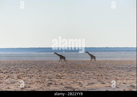 Wide Angle Shot von zwei angolanischen Giraffen - Giraffa giraffa angolensis - illustriert die große Offenheit der Ebenen von Etosha National Park, Namibia. Stockfoto