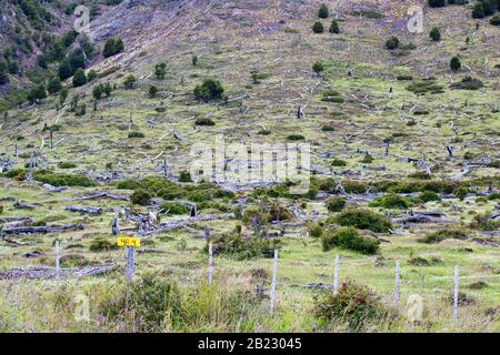 Einheimischer Beech- und Kiefernwald zwischen Puerto Natales und Seno Obstruccion zerkleinert, um den Weg für die Viehhaltung in Chile zu ebeln. Stockfoto