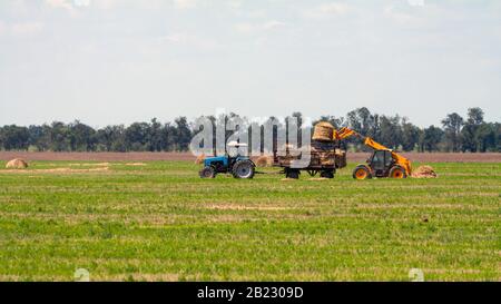 Einen landwirtschaftlichen Traktor Lader lasten Heuballen in einen Traktor Anhänger auf dem Feld Stockfoto
