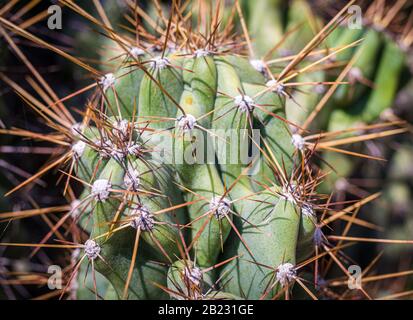 Cereus Hildmannianus Details Stockfoto