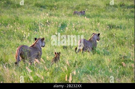 Weibliche Löwen und ein Jungtier, die abends in die Savanne des Tsavo National Park Kenias auffahren Stockfoto