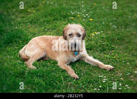 Junger Crossbreed Dog, der auf einem Rasen in einem Garten in Cork Ireland liegt Stockfoto