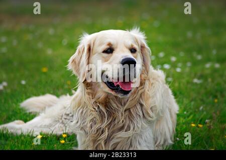 Labrador Dog ruht im Freien auf einem Rasen in Irland Stockfoto
