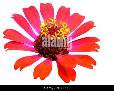 Isolierte Darstellung eines leuchtend orange rot gefärbten Zinnia-Blumenkopfes vor einem Ebenen weißen Hintergrund Stockfoto