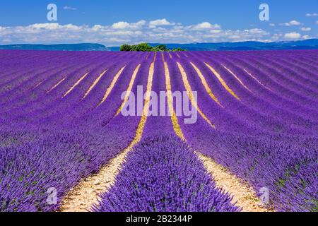 Provence, Frankreich. Lavendel Felder auf der Hochebene von Valensole. Stockfoto
