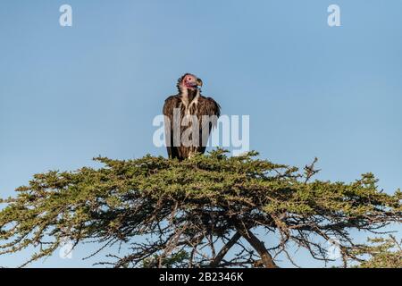 Der Bohnengeier sitzt auf den Baumwipfeln und schaut auf den blauen Himmel im Masai Mara, Kenia Stockfoto