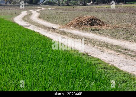 Ländliche Landschaft in der Nähe von Süden 24 Pargana westbengalen Stockfoto