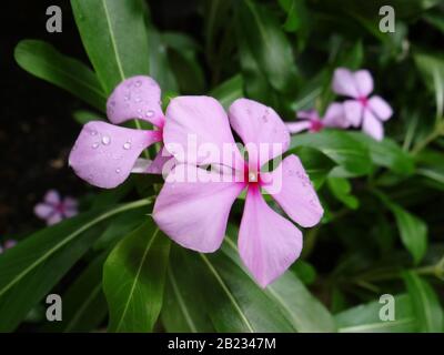 Phlox paniculata Stockfoto