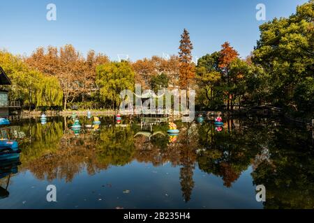 Herbstfarben des chinesischen Maple Tree, Acer Palmatum, im Hongkong Park in Shanghai, China. Stockfoto