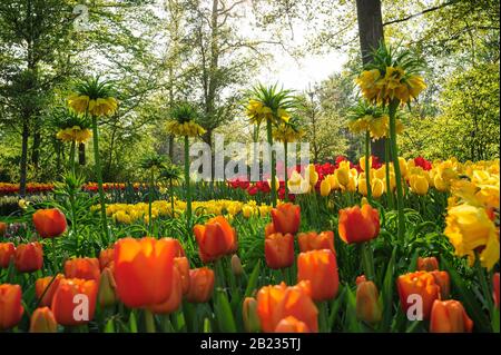 Rote Tulpen der Niederlande in den Strahlen der untergehenden Sonne Stockfoto