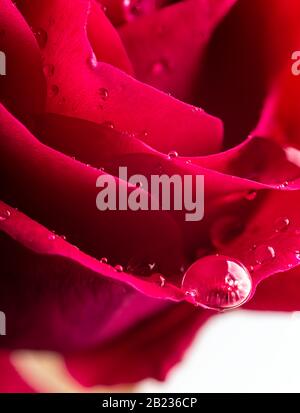 Nahaufnahme von Wassertropfen auf einer schönen roten Rose Stockfoto