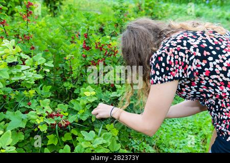 Hängende rote Beeren, die auf Pflanzenbusch in Russland oder Ukraine reifen, Garten Dacha-Farm mit junger Frau, die Hand pflückt, um Obst zu pflücken Stockfoto