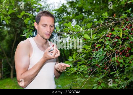 Rote saure Kirschbeeren auf dem Baum in Russland oder Ukraine Garten Dacha Farm mit jungen Mann Bauern pflücken essen Obst mit offenem Mund Stockfoto