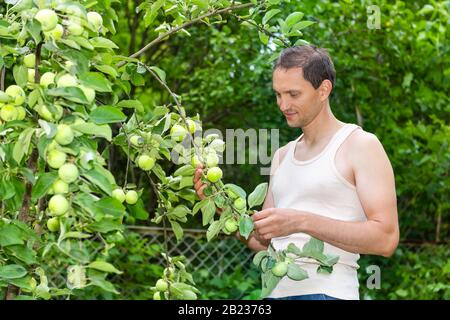 Unreife grüne Äpfel auf dem Baum in Russland oder Ukraine Garten Dacha Farm mit jungen Mann Bauern pflücken, lächeln von Obst Stockfoto