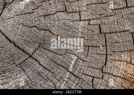 Textur auf einem Holzschnitt mit Rissen, Details Stockfoto