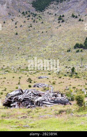 Einheimischer Beech- und Kiefernwald zwischen Puerto Natales und Seno Obstruccion zerkleinert, um den Weg für die Viehhaltung in Chile zu ebeln. Stockfoto