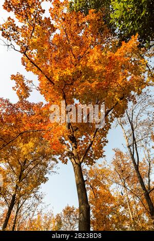 Tianping Shan (Berg Tianping) im Herbst/Herbst in Suzhou, Provinz Jiangsu, China. Stockfoto