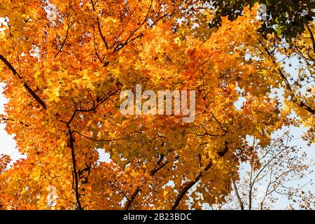 Tianping Shan (Berg Tianping) im Herbst/Herbst in Suzhou, Provinz Jiangsu, China. Stockfoto