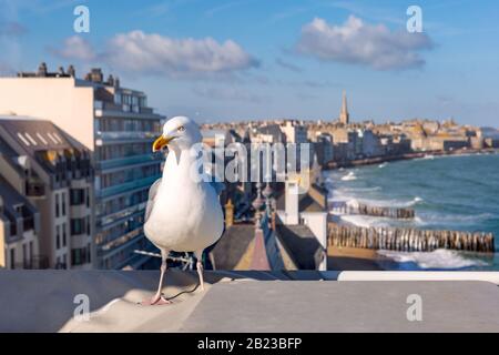 Möwe auf dem Hintergrund der schönen ummauerten Hafenstadt Privateers Saint-Malo ist bekannt als Stadtkorsaire bei Flut, Bretagne, Frankreich Stockfoto