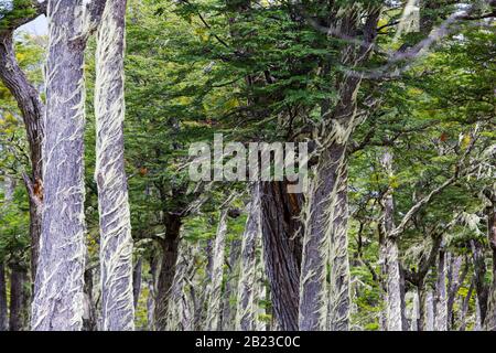 Flechten, die im Urwald von Beech und Pine zwischen Puerto Natales und Seno Obstruccion, Chile wachsen. Stockfoto