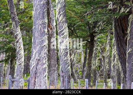 Flechten, die im Urwald von Beech und Pine zwischen Puerto Natales und Seno Obstruccion, Chile wachsen. Stockfoto