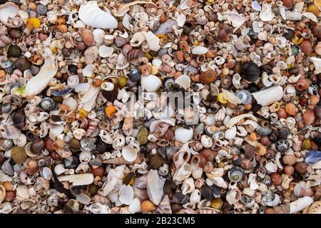 Stapel der Schalen von Muscheln am Strand bei Ebbe Stockfoto