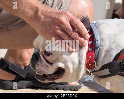 Ein Mann streichelt einen englischen Bulldogghund Stockfoto