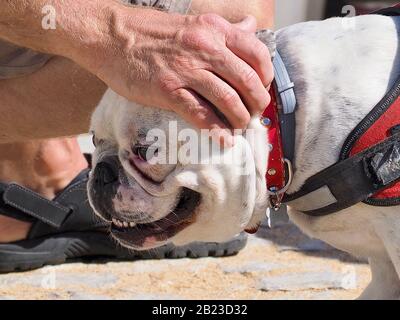 Ein Mann streichelt einen englischen Bulldogghund Stockfoto