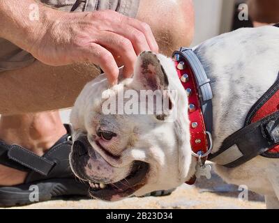 Ein Mann streichelt einen englischen Bulldogghund Stockfoto