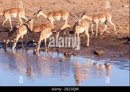 Eine Gruppe von Impalas - Aepyceros melampus - trinken aus einem Wasserloch im Etosha National Park, Namibia. Stockfoto