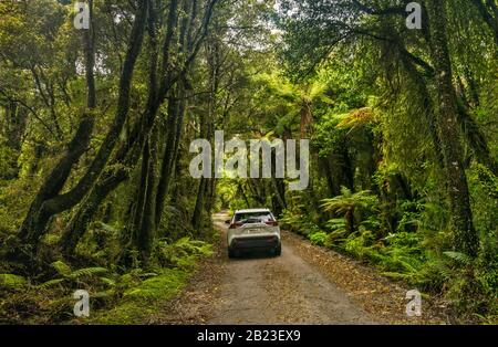 Straße zum Lake Mahinapua Scenic Reserve, einheimischer Busch in der Nähe der Stadt Hokitika, West Coast Region, South Island, Neuseeland Stockfoto