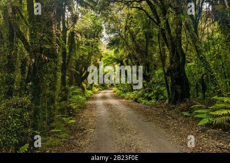 Straße zum Lake Mahinapua Scenic Reserve, einheimischer Busch in der Nähe der Stadt Hokitika, West Coast Region, South Island, Neuseeland Stockfoto