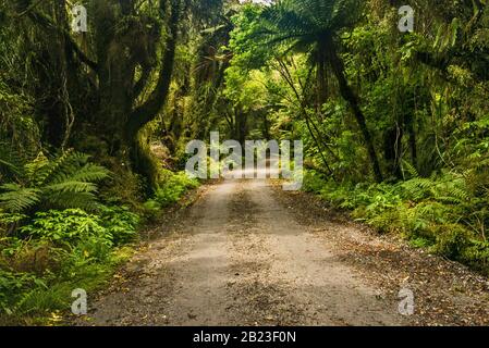 Straße zum Lake Mahinapua Scenic Reserve, einheimischer Busch in der Nähe der Stadt Hokitika, West Coast Region, South Island, Neuseeland Stockfoto