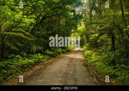 Straße zum Lake Mahinapua Scenic Reserve, einheimischer Busch in der Nähe der Stadt Hokitika, West Coast Region, South Island, Neuseeland Stockfoto