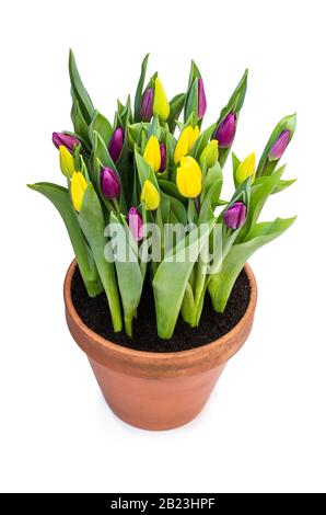 Hausgemachte gelbe und violette Tulpen im Blumentopf isoliert auf Weiß Stockfoto